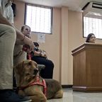 Costa Rica setzt neue Gesetze zum Tierwohl durch - und ein vormals misshandelter Hund darf mit in den Gerichtssaal.