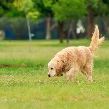 Hund findet ungewöhnliche "Beute" im Park – Frauchen ist schockiert