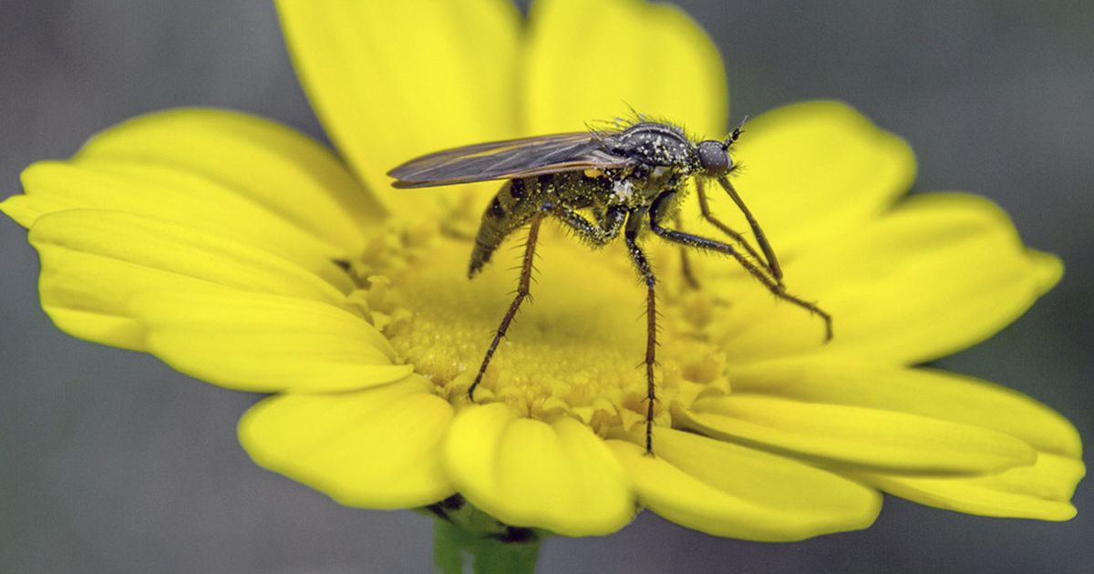 Mücken bekämpfen Blutsauger aus Haus und Garten vertreiben BUNTE.de