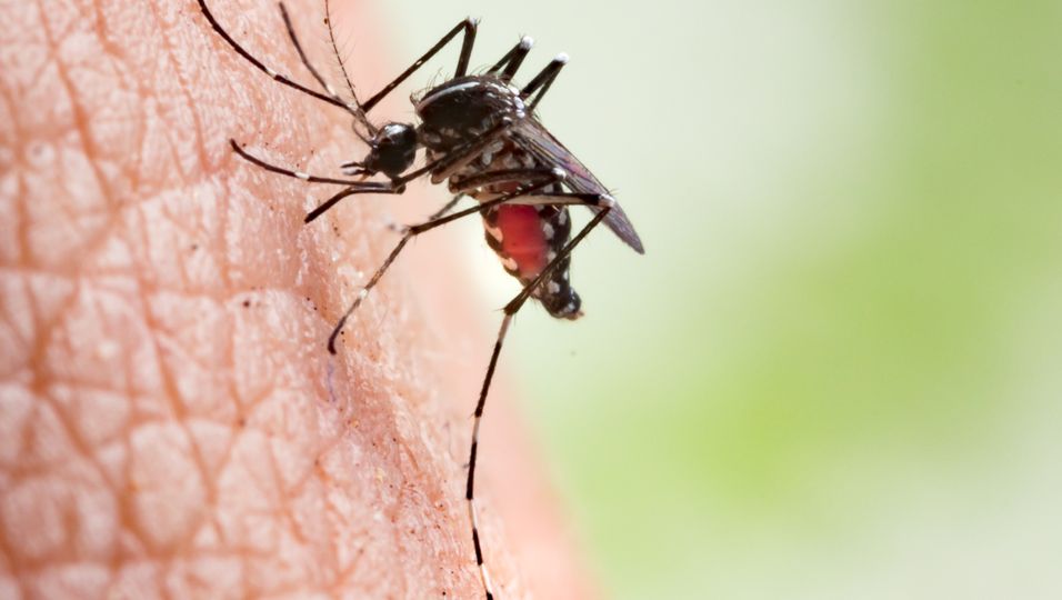 In Spanien kam es nun zu dem ersten Fall einer Infizierung durch das Chikungunya-Virus.