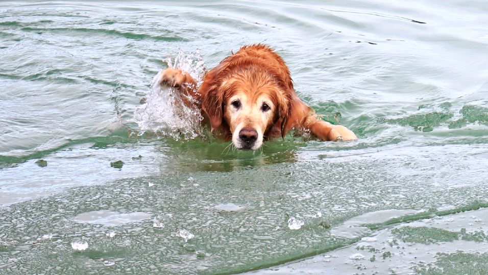 Hund in See eingebrochen