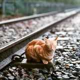 Katze wird von Zug überfahren