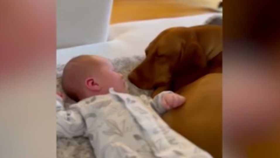 Familienhund verliebt sich in ein Neugeborenes