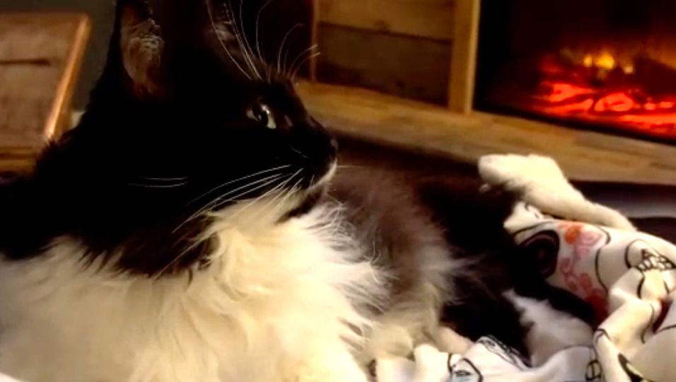 Irrwitziges Video - Katze Charlotte ist die Einsamkeit leid und begeistert mit ihrer cleveren Idee das Internet