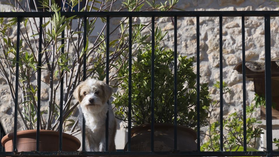 Auf dem Balkon zurückgelassen Tierheim rettet Welpen vor Erfrieren – kranker Hund kämpft sich tapfer zurück 