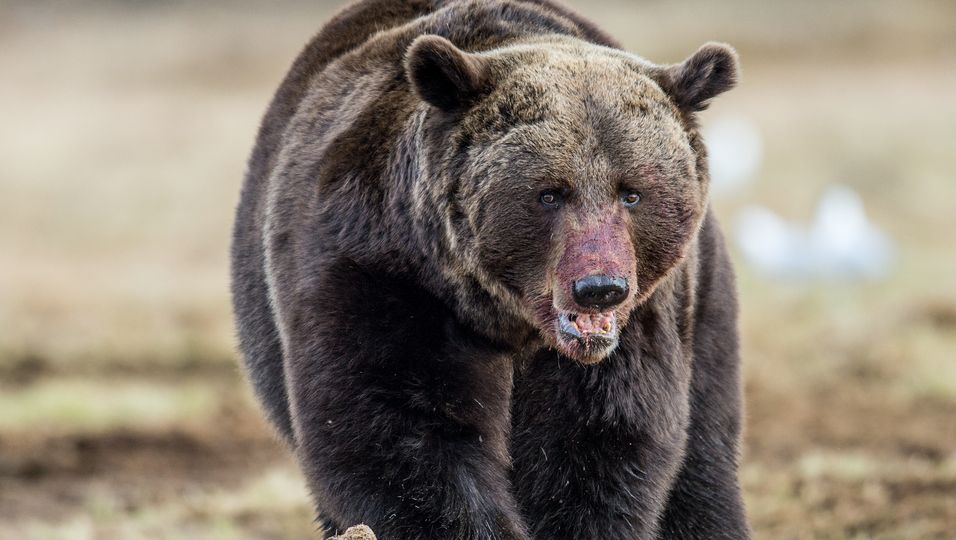 Mann attackiert Bär, um Hund aus dessen Maul zu retten