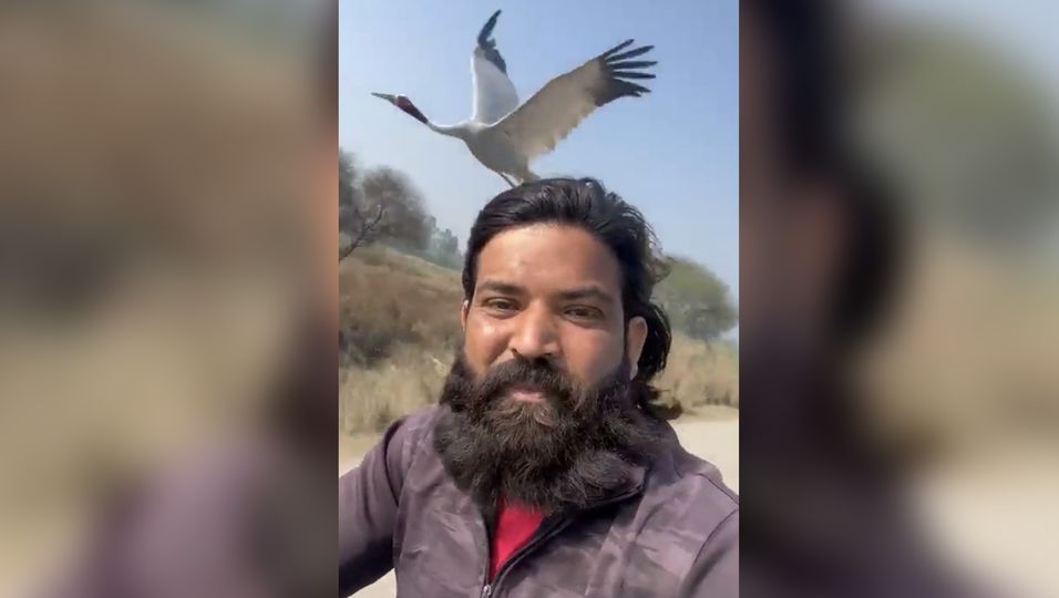 Unzertrennliches Team - Bauer rettet verletzten Kranich – jetzt weicht ihm der riesige Vogel nicht mehr von der Seite