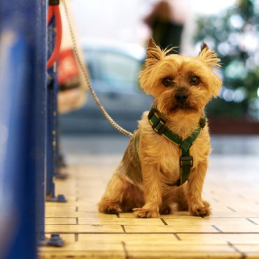 Hund vor Supermarkt entführt - doch Polizei sorgt für Happy End