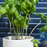 Mit sieben Tipps überlebt deine Basilikum-Pflanze länger