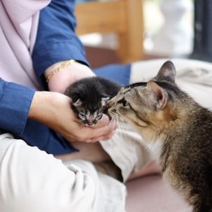 Katzen-Mutter hat findige Idee, wer sich um ihre Babys kümmern soll - Video begeistert Millionen