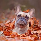 Bulldogge im Herbstlaub