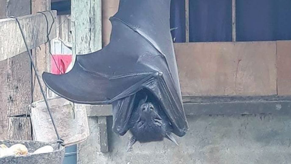 Foto von Riesen-Fledermaus schockiert das Internet