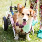 Gelähmter Hund verliert Rollstuhl – durch Autodiebstahl!
