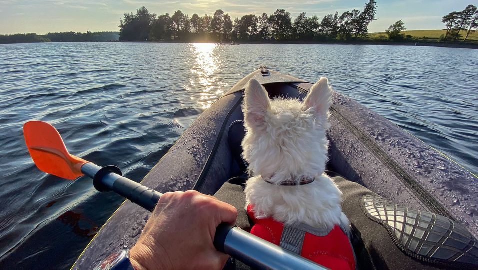 Auf Erkundungstour zu dritt: Mann baut spezielles Kajak, um seine geliebten Hunde auf ein Abenteuer mitzunehmen 