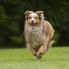 Kluger Hund: Vierbeiner hilft Frau mit seltener Krankheit