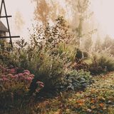 Ein verwilderter Herbstgarten im Nebel