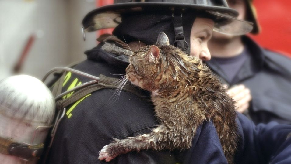 Katze kann von der Feuerwehr geborgen werden – weil ein Hund ihre Schreie hörte