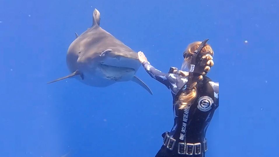 Eine ungewöhnliche Freundschaft: Furchtloses Model schwimmt mit Haien – und wird von ihnen sofort erkannt