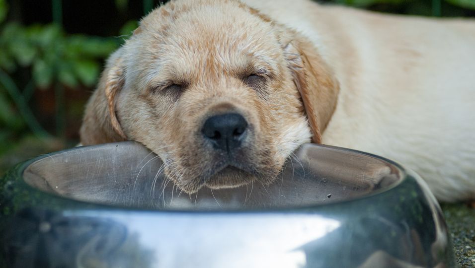 Geretteter Hund schläft jeden Tag mit seiner Futterschüssel, weil er endlich nicht mehr hungern muss