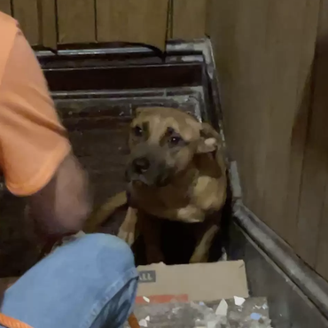 Herzzerreißende Aufnahmen - Hund wartet wochenlang auf seine Familie – doch die hat ihn alleine zurückgelassen
