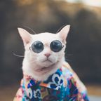 Coole Katze mit Brille