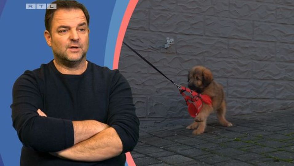 "Die Unvermittelbaren": Martin Rütter wütend über Zuschauerkommentare ... - E5fa4aa0fa5a