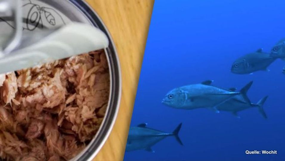 Faktencheck Ist Thunfisch aus der Dose gesund? BUNTE.de