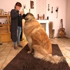 Leonberger Günther wiegt 92 Kilo - "Hundeprofi" Martin Rütter ist nach Diät fassungslos