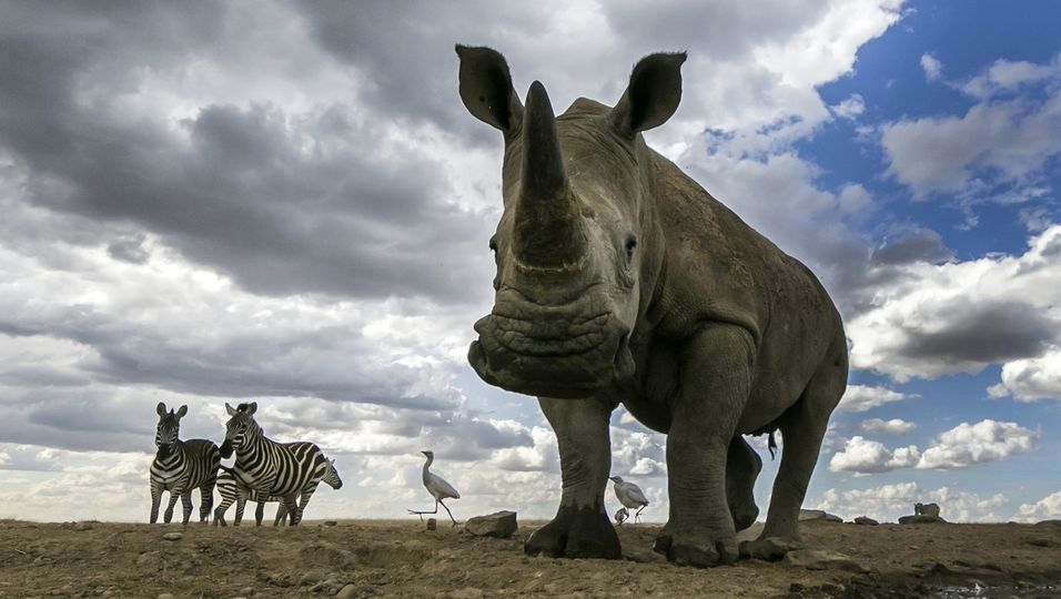 Rührende Freundschaft: Nashorn und Zebra sind unzertrennlich
