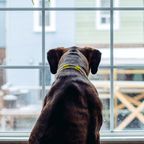 Loyal soul: Dog waits longingly at the window at the same time every day 