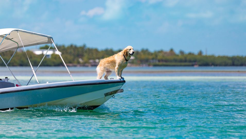 Frau filmte den Moment - Hund steht auf einem Boot, als ein Walhai kommt: Dann nähern sich die beiden liebevoll an