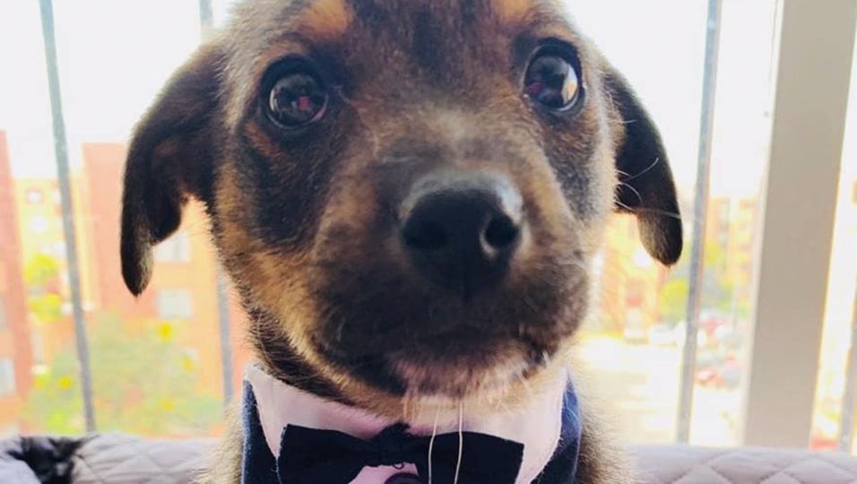 Tierheim-Hund putzt sich für Adoption raus – Familie lässt ihn im Stich