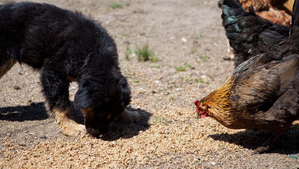 Huhn adoptiert Welpen, nachdem Hundemama sie verstoßen hat