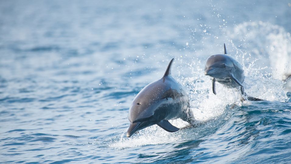 Tierische Retter: Seenotfall im Meer - Delfine eilen Rettungsmannschaft zur Hilfe