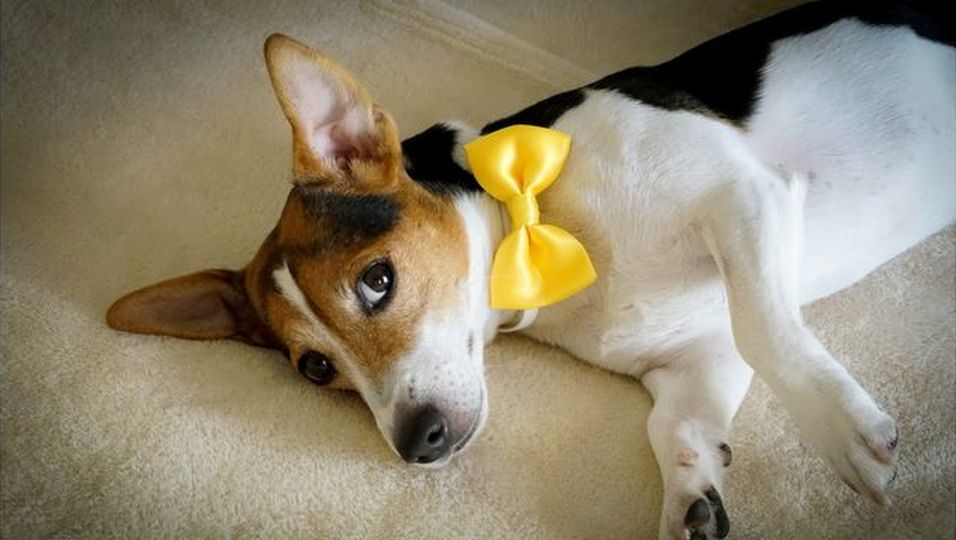 Gelbe Schleife an der Hundeleine: Was das Accessoire bedeutet