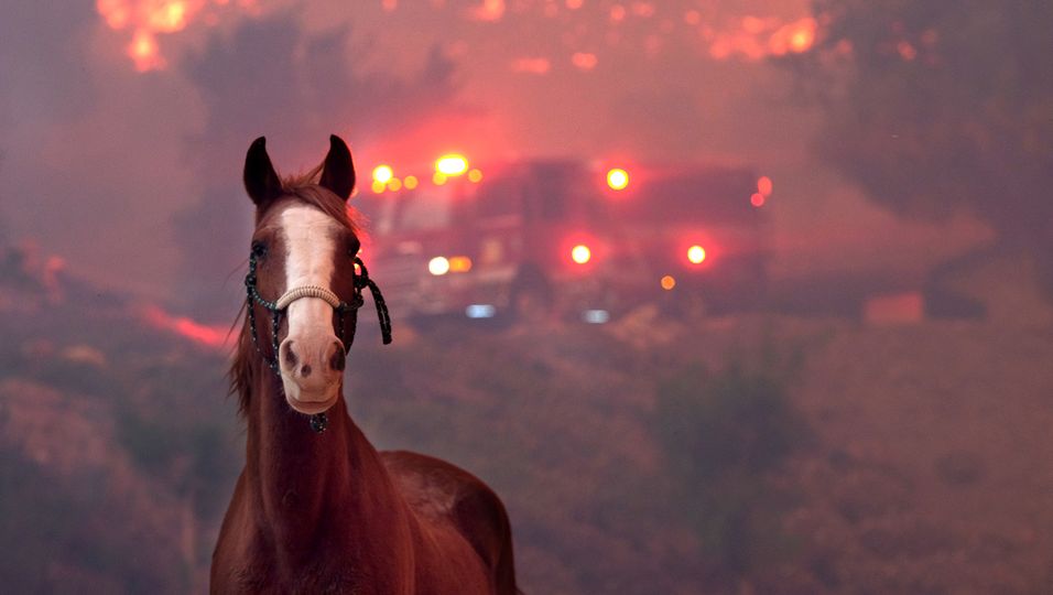 Gerettetes Pferd läuft zurück zum Feuer, um zwei seiner Kameraden zu retten
