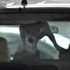 Keine Frischluft, kein Wasser: Polizei muss Hund aus Hitze-Auto befreien