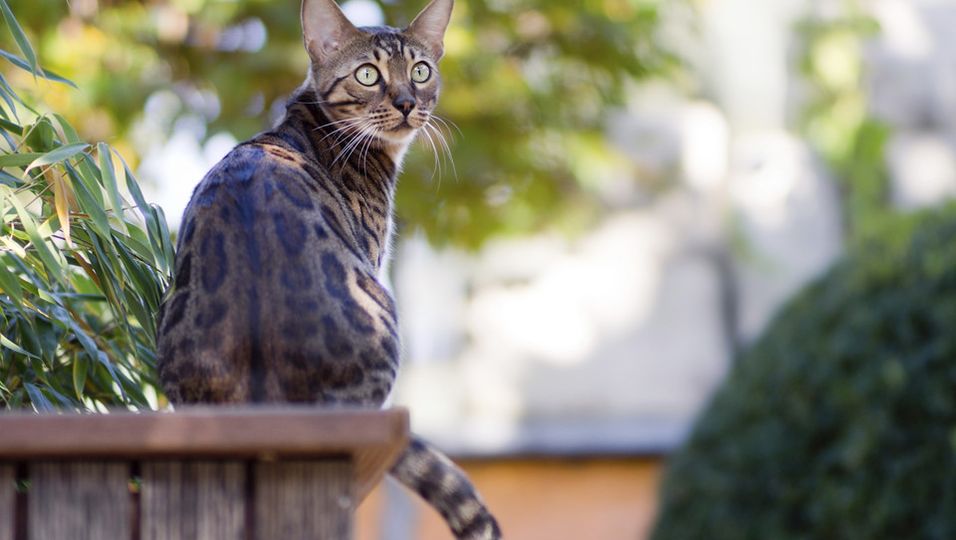 Bengalkatze: Stubentiger für erfahrene Katzenkenner  BUNTE.de