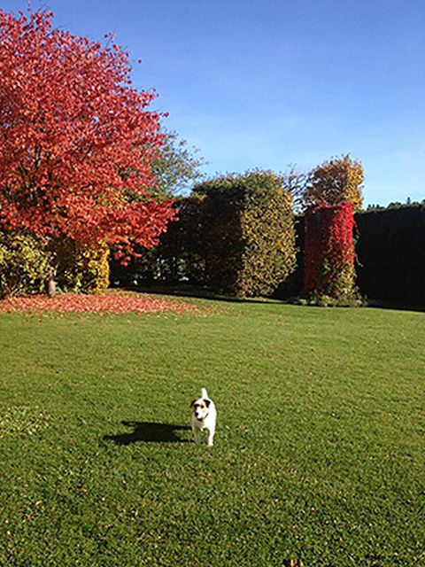Ein Schnappschuss von Königin Silvia: Auch Prinzessin Madeleins Hund Zorro genießt den schönen Herbst in Schweden.