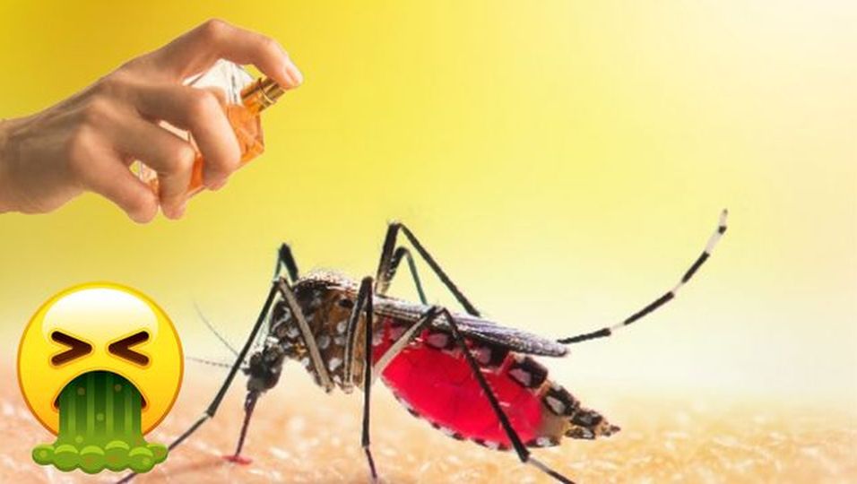 Kurioses Studien-Ergebnis: Beliebtes Parfüm hält Mücken ab