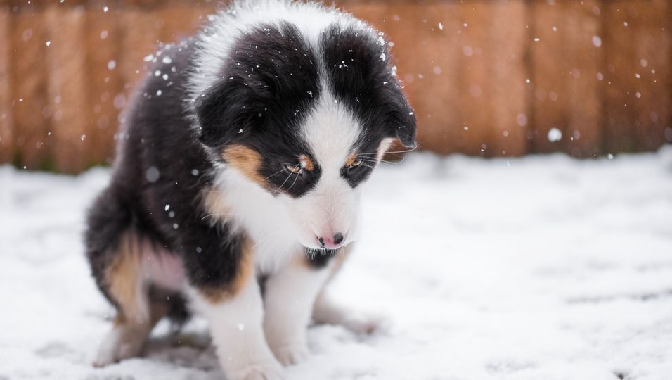 Hundewelpe im Schnee