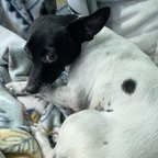 Glücklich vereint - Verängstigte Hundedame hört nicht auf zu zittern – dann findet Tierheim ihren Bruder