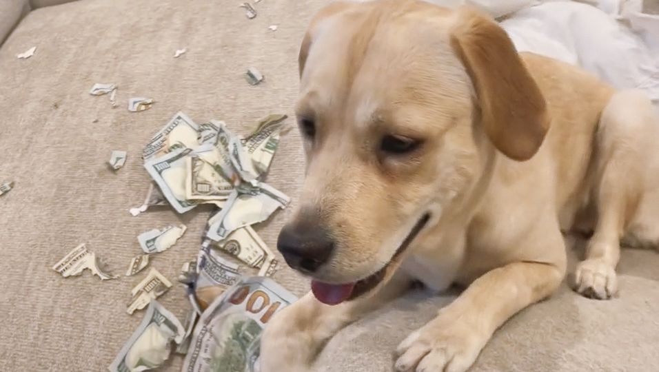 Teures Hundespielzeug: Labrador-Dame zerlegt 2000 Dollar in kleine Stücke – jetzt puzzeln ihre Besitzer