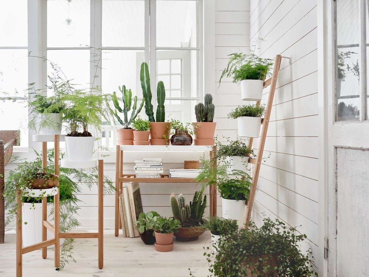 IKEA-Geheimtipps ab 1,50 Euro: Pflanzen-Highlights fr deine grne  Wohlfhloase | BUNTE.de