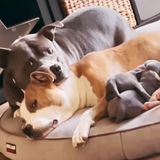 Ein tierisch herzliche Familie - Stolzer Pitbull-Papa weicht nicht von der Seite seiner stillenden Hunde-"Frau" und ihren Welpen