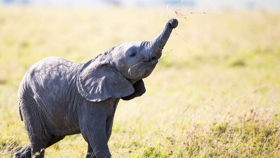 Kleiner Elefant tritt sich auf den Rüssel  