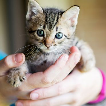 Tierbaby-Drama mit Happy-End: Katzen-Baby aus Müllwagen gerettet – es hatte noch die Nabelschnur am Körper