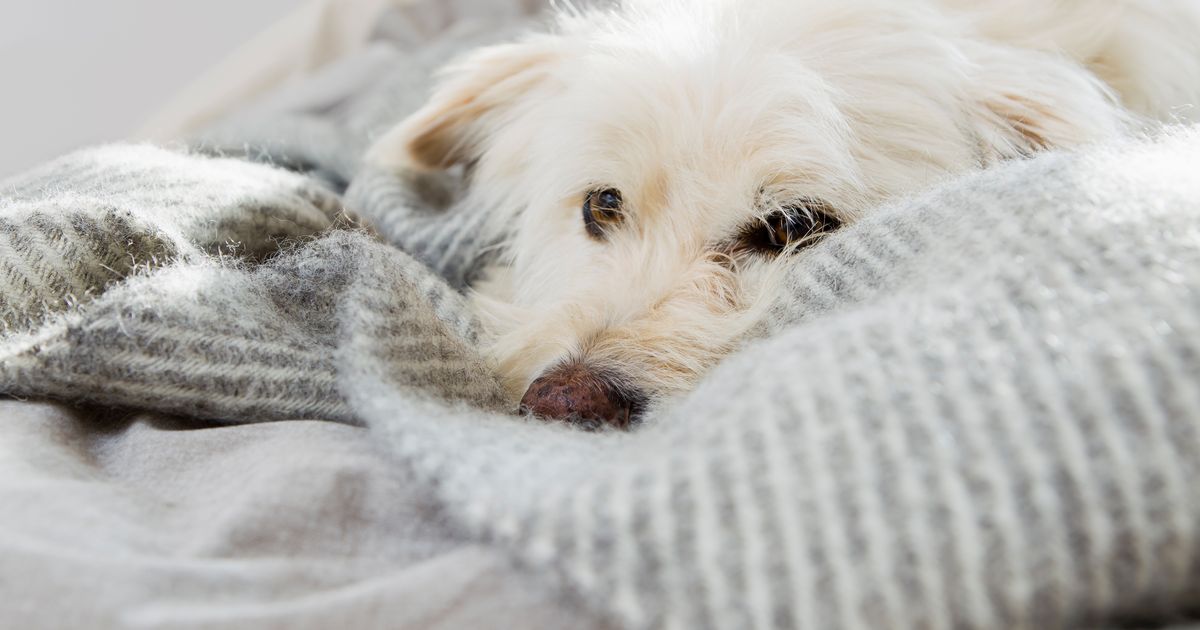 Rührendes Video: Tierheim-Hunde bekommen zum ersten Mal eine eigene Decke