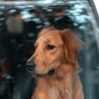Keine Einsicht: Mann lässt Hund zwei Stunden in Hitze-Auto leiden