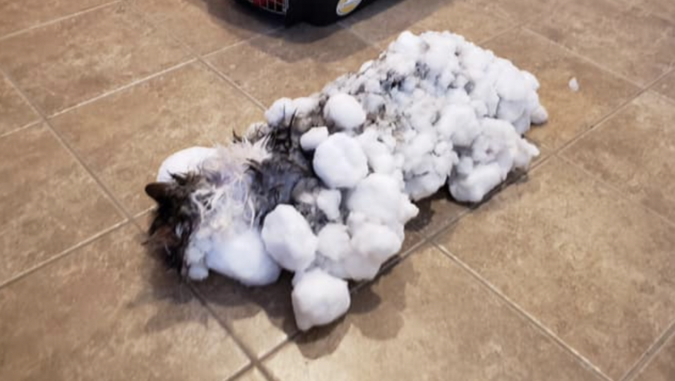 Erstaunliche Überlebensgeschichte - Thermometer zeigte keine Temperatur an: Entlaufende Katze wird als Schneeklumpen geborgen